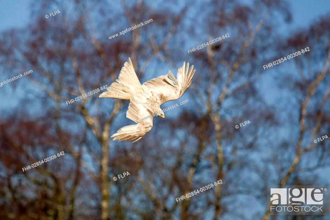 Stock Photo: Red Kite Milvus milvus adult, leucistic plumage, in flight, diving for food at feeding station, Gigrin Farm, Powys, Wales, march.