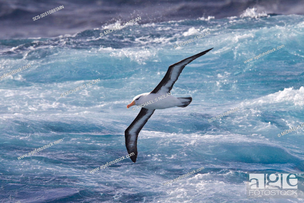 Stock Photo: Adult Black-browed albatross Thalassarche melanophrys on the wing in the Drake Passage between South America and Antarctica.