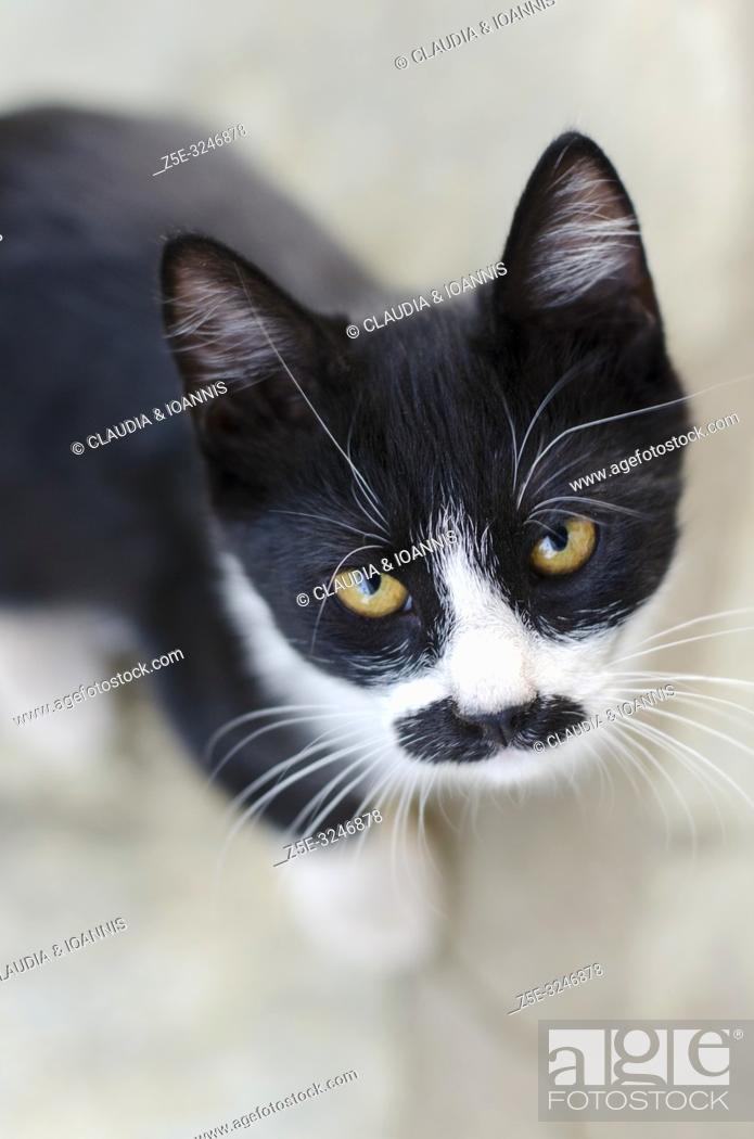 Photo de stock: Black and white kitten looking up at camera.