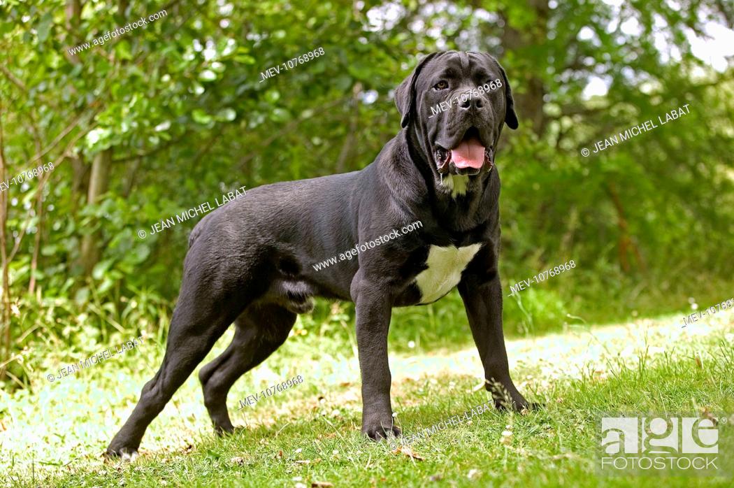 DOG - Cane Corso / Italian Mastiff, standing, Stock Photo, Picture And  Rights Managed Image. Pic. MEV-10768968 | agefotostock