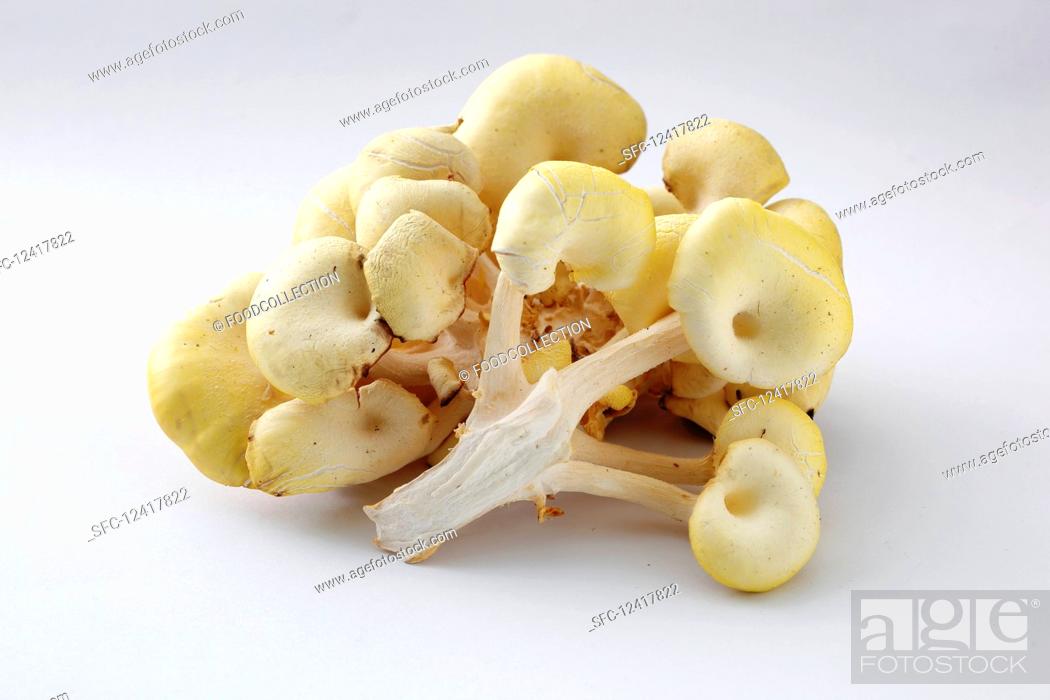 Imagen: Fresh golden oyster mushrooms.