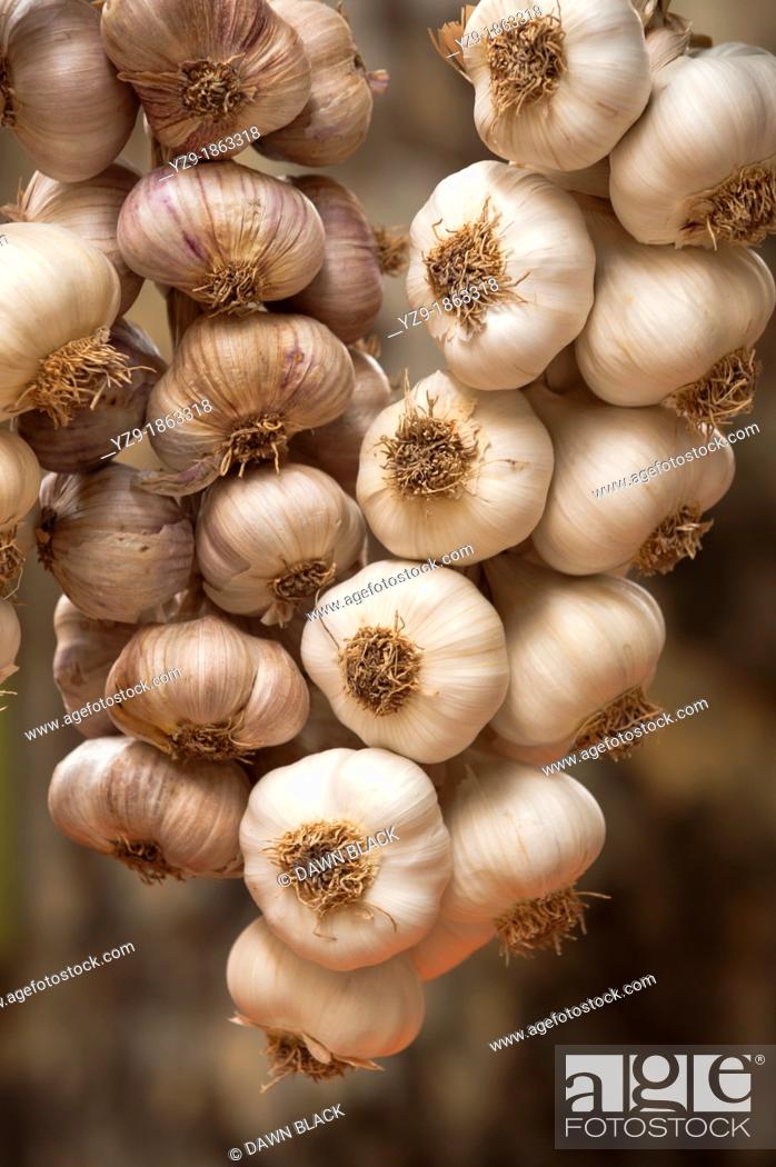 Stock Photo: Hanging Garlic in Aix Market, Provence, France.
