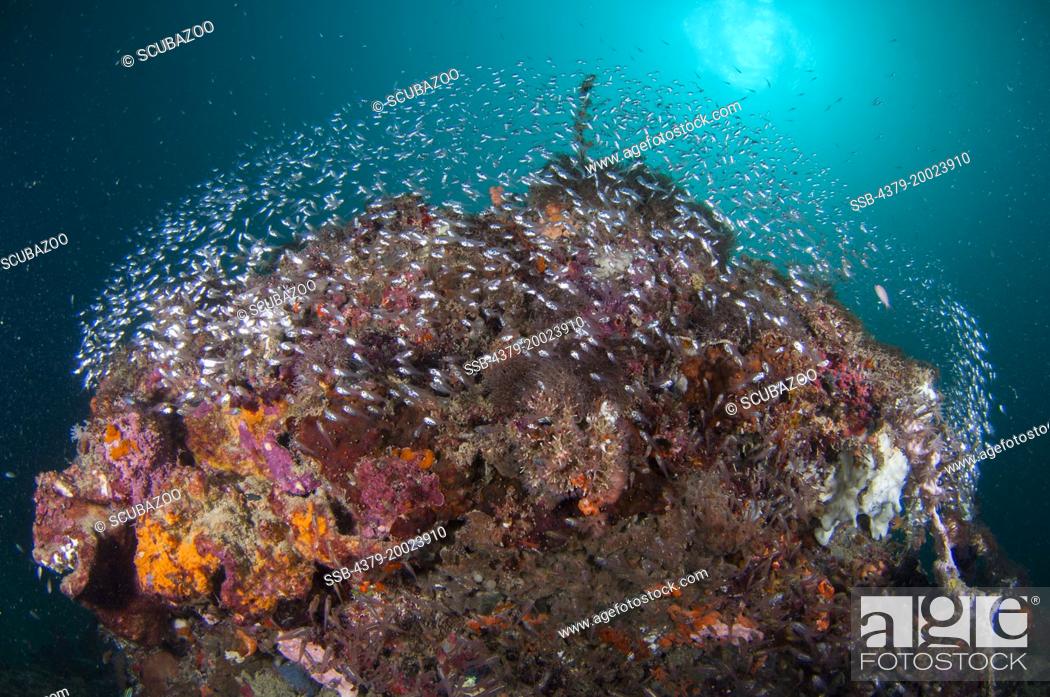 Stock Photo: A school of Glassfish, Ambassis sp., surroudning a coral bommie, Taliabu Island, Sula Islands, Indonesia.