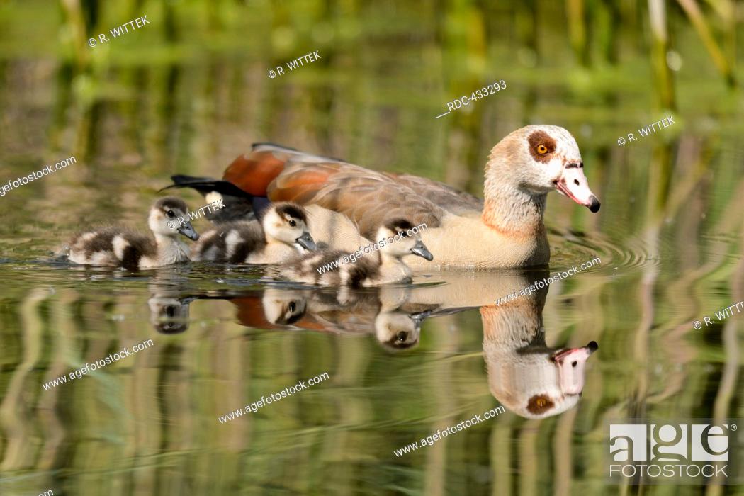 Stock Photo: Egyptian Goose with goslings.