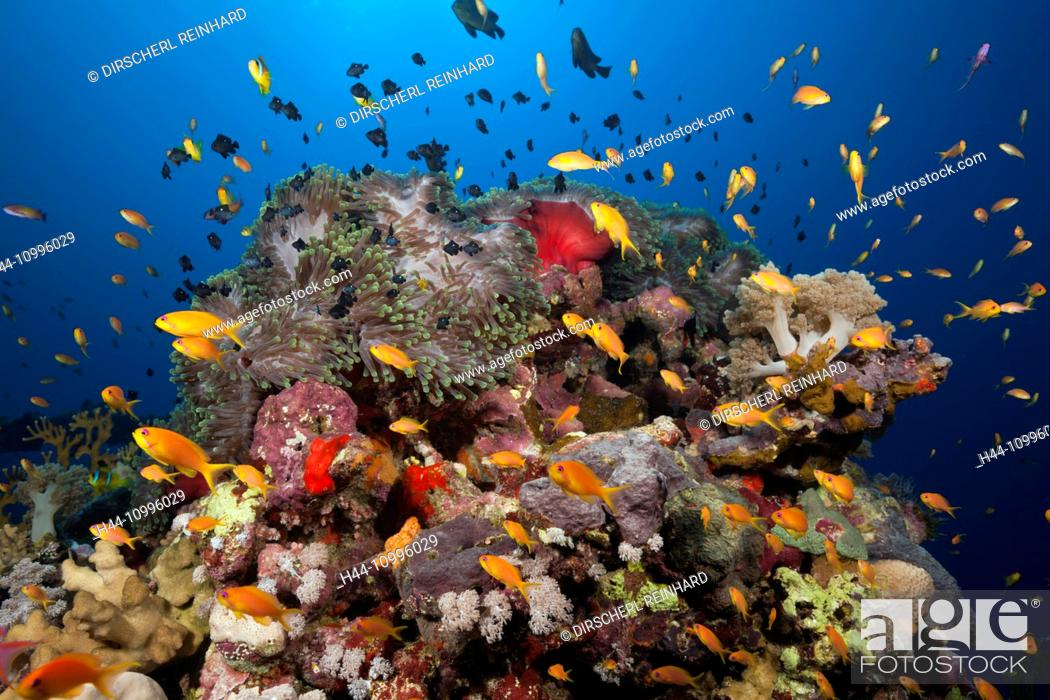 Stock Photo: Lyretail Anthias over Coral Reef, Pseudanthias squamipinnis, Red Sea, Ras Mohammed, Egypt.