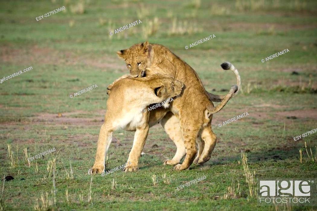 Stock Photo: Lionnes playing with young.