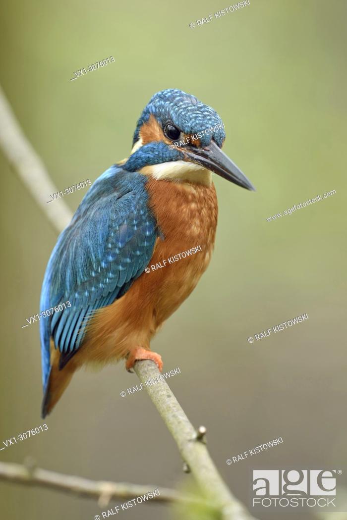 Stock Photo: Eurasian Kingfisher / Eisvogel ( Alcedo atthis ), male bird, perched on a branch of a tree, fresh green of spring, vernal colours, wildlife, Europe.