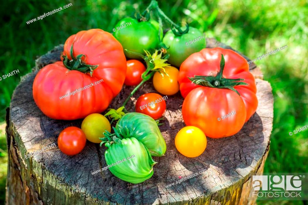 Stock Photo: Freshly harvested tomatoes.