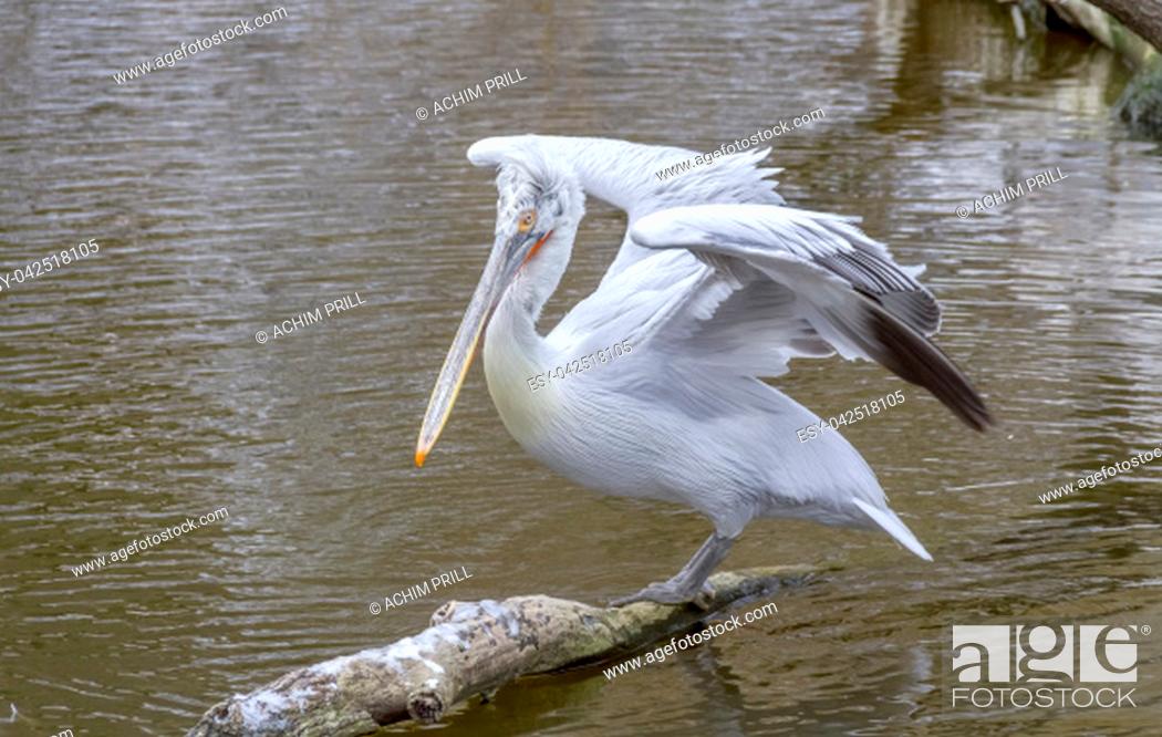 Stock Photo: riparian scenery including a pelican at winter time.