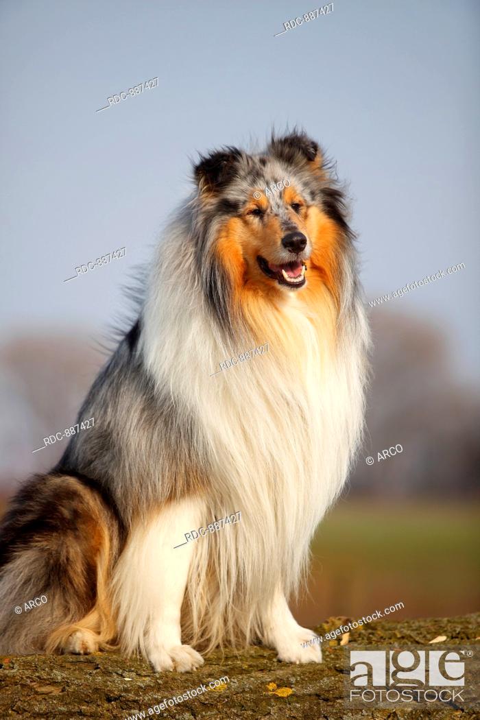 Rough Collie Male Dog Blue Merle 4 Years Stock Photo Picture And Rights Managed Image Pic Rdc 887427 Agefotostock