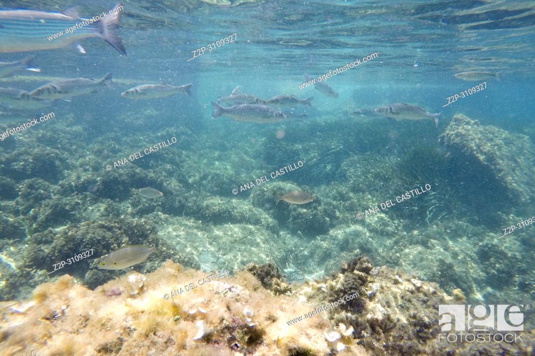Stock Photo: Liza Aurata fishes Snorkeling in Tabarca island Alicante province Spain.