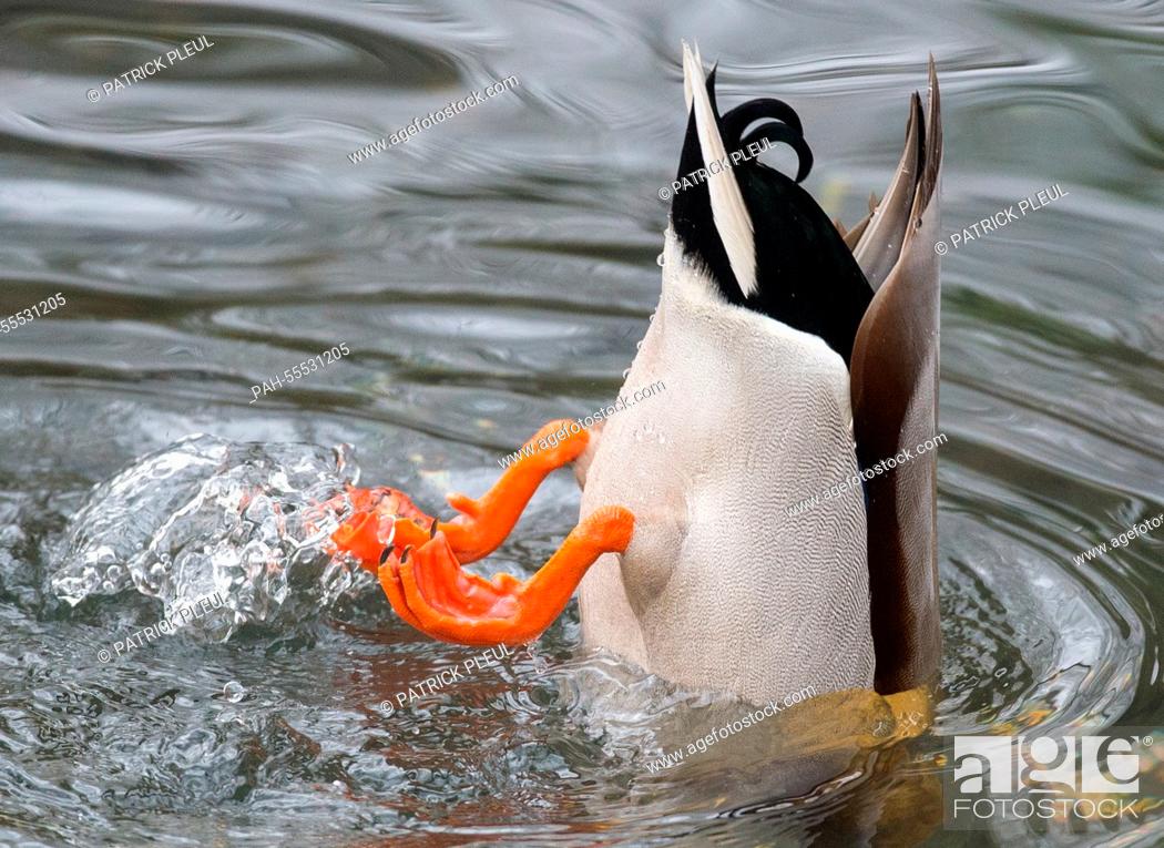Stock Photo: A mallard dives into a pond at the zoo in Eberswalde, Germany, 31 January 2015. Around 1, 300 animals of about 180 species from every continent on earth live at.