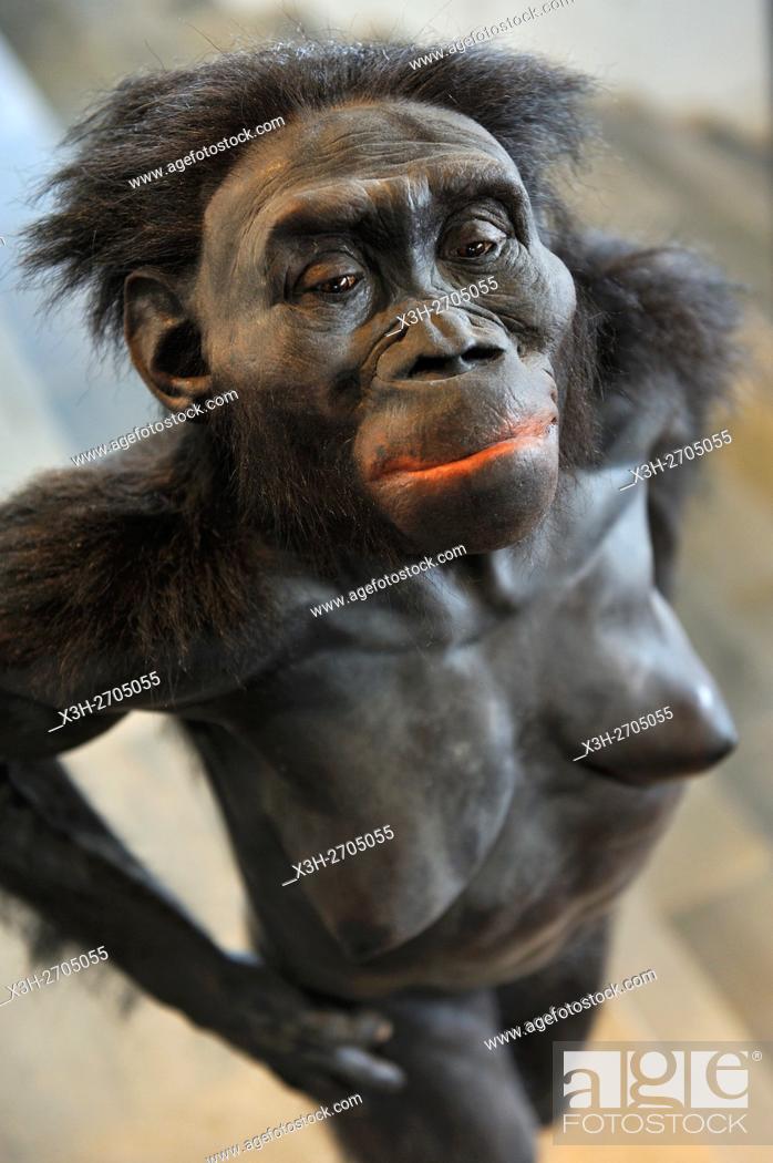 Inesperado Picante Mus corpus reconstruction of Lucy, female of the hominin species  Australopithecus afarensis, living 3, Foto de Stock, Imagen Derechos  Protegidos Pic. X3H-2705055 | agefotostock