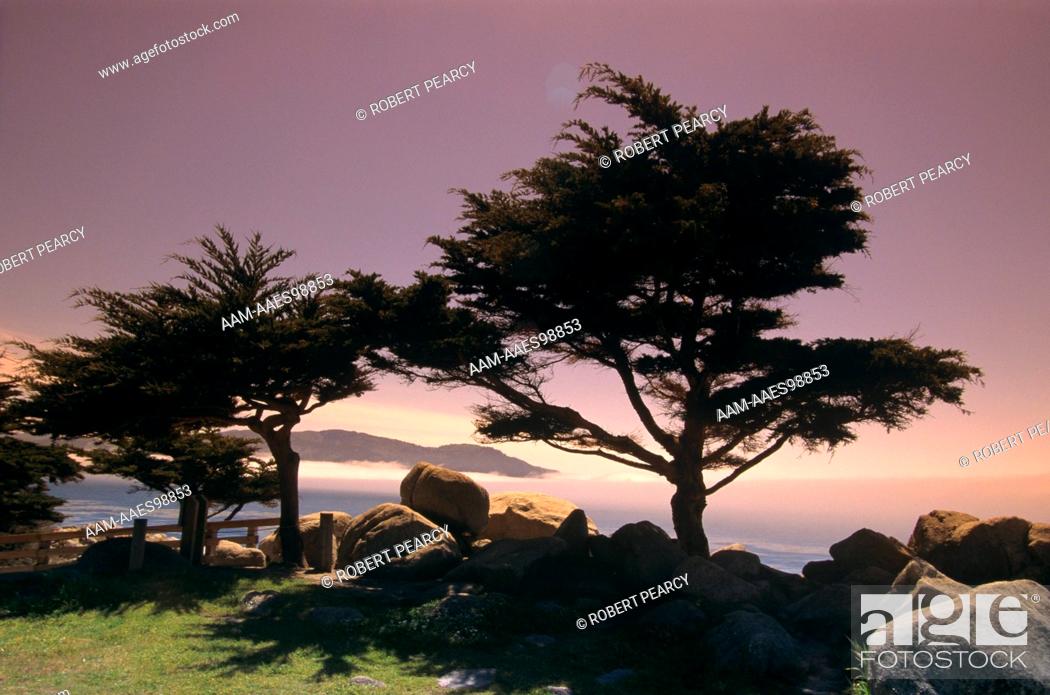 Stock Photo: Cypress Trees, Monterey Peninsula, California.