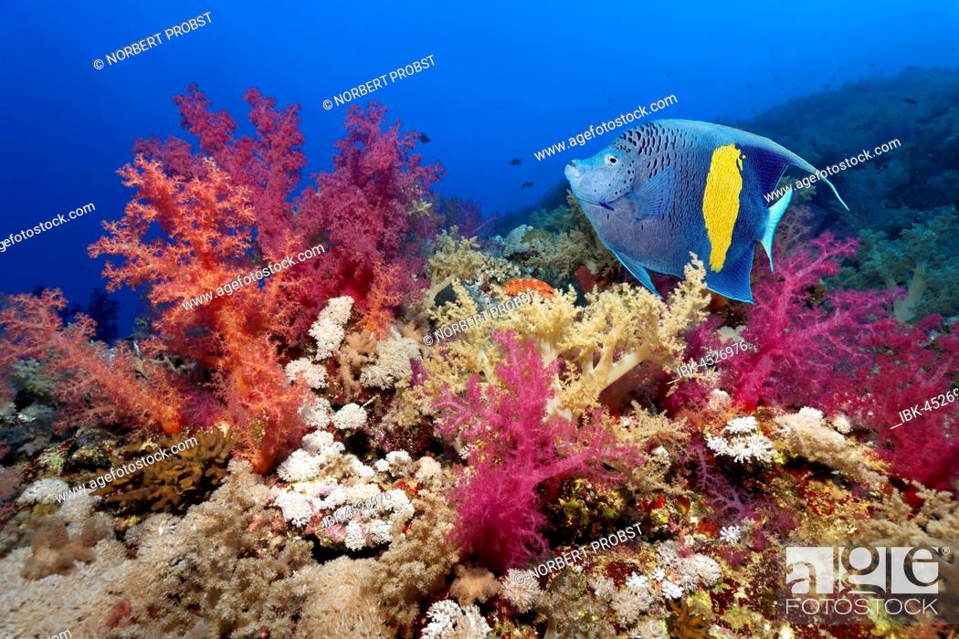 Stock Photo: Halfmoon angelfish (Pomacanthus maculosus) swimming over coral reef with many soft corals (Dendronephthya klunzingeri), red, Red Sea, Egypt.