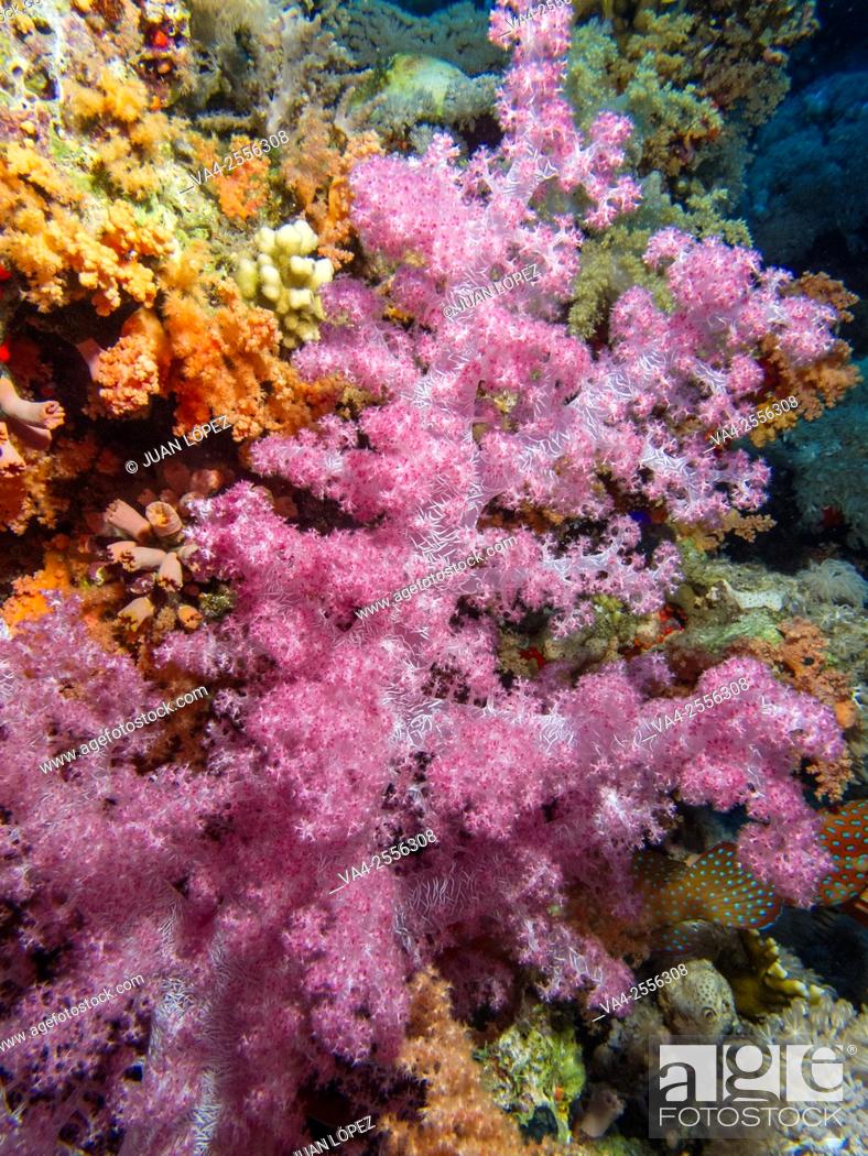 Photo de stock: Soft Coral Alcyonium. Red Sea, Sharm el-Sheikh, Egypt.