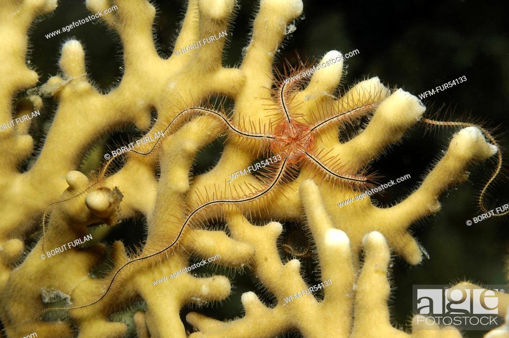 Stock Photo: Brittle Star on Fire Coral, Ophiothrix sp., Millepora dichotoma, Marsa Alam, Red Sea, Egypt.