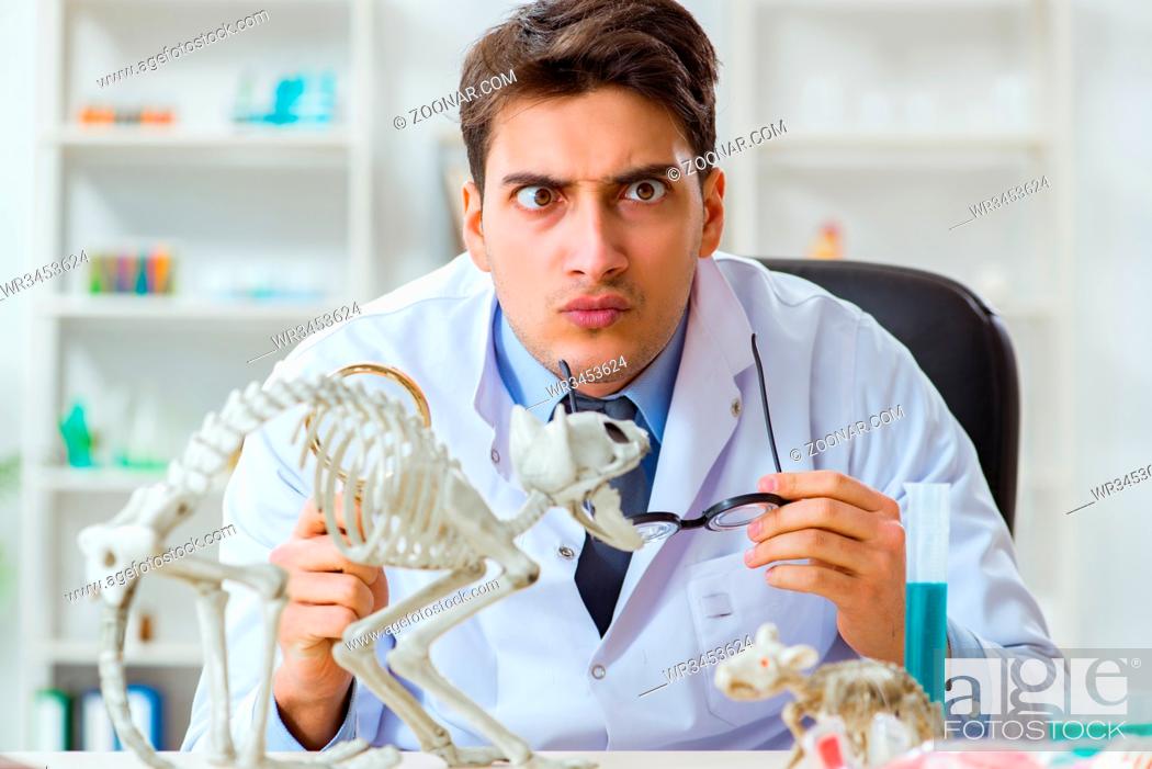 Funny scientist with cat skeleton in lab clinic, Stock Photo, Picture And  Royalty Free Image. Pic. WR3453624 | agefotostock