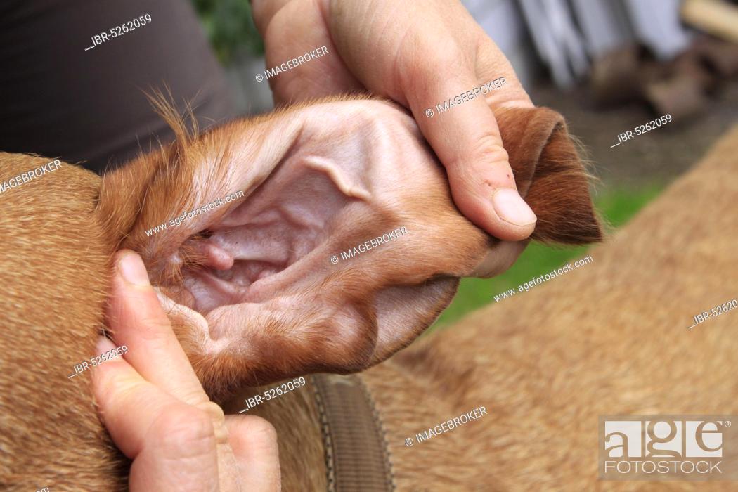 Stock Photo: Wirehaired Hungarian Pointing Dog, Wirehaired Vizsla, Ear Control.