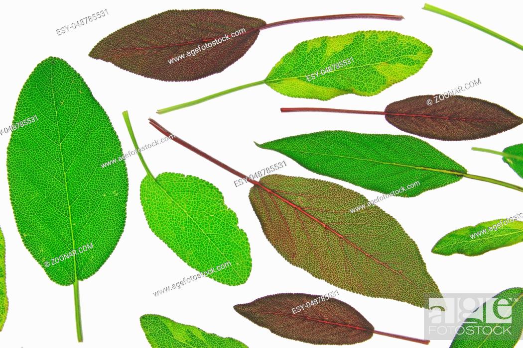 Stock Photo: Blätter verschiedener Salbeiarten (Salvia) freigestellt vor weißem Hintergrund Leaves of various sage (salvia) isolated against white background.