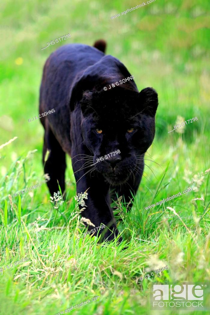 Jaguar, Black Panther, (Panthera onca), adult stalking, South America, Foto  de Stock, Imagen Derechos Protegidos Pic. JHS-S17298 | agefotostock