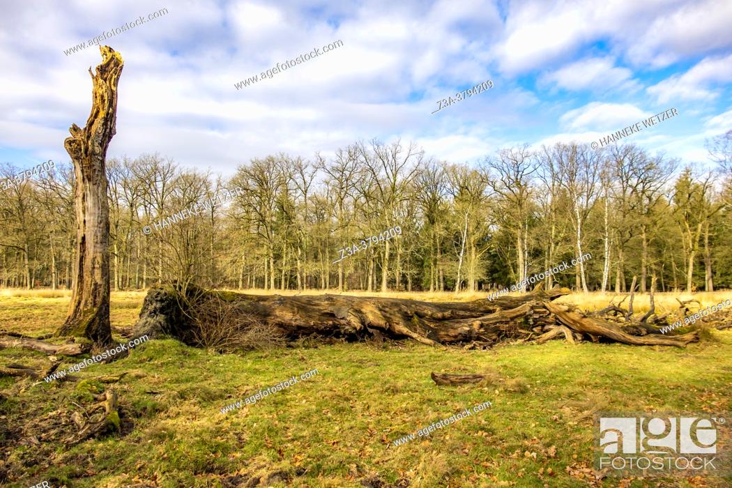 Stock Photo: Dead wood in Dutch forest, The Netherlands, Europe.