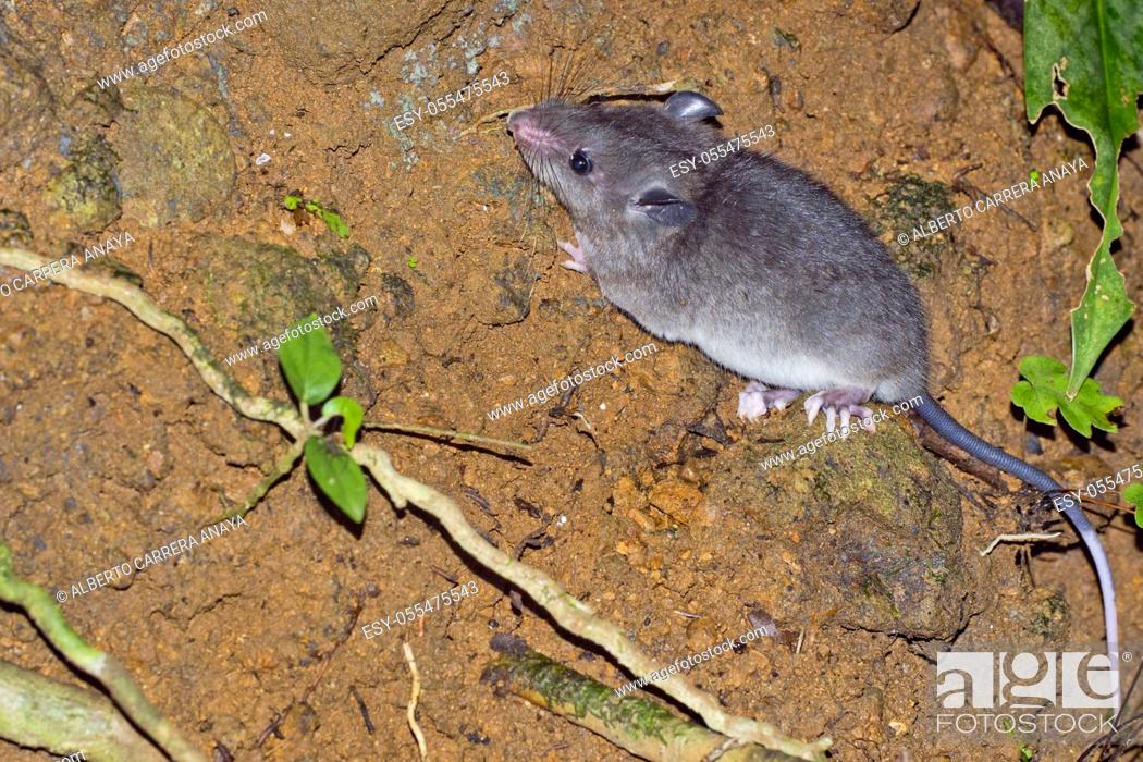 Stock Photo: Sumichrast's Vesper Rat, Nyctomys sumichrasti, Tropical Rainforest, Corcovado National Park, Osa Conservation Area, Osa Peninsula, Costa Rica, Central America.