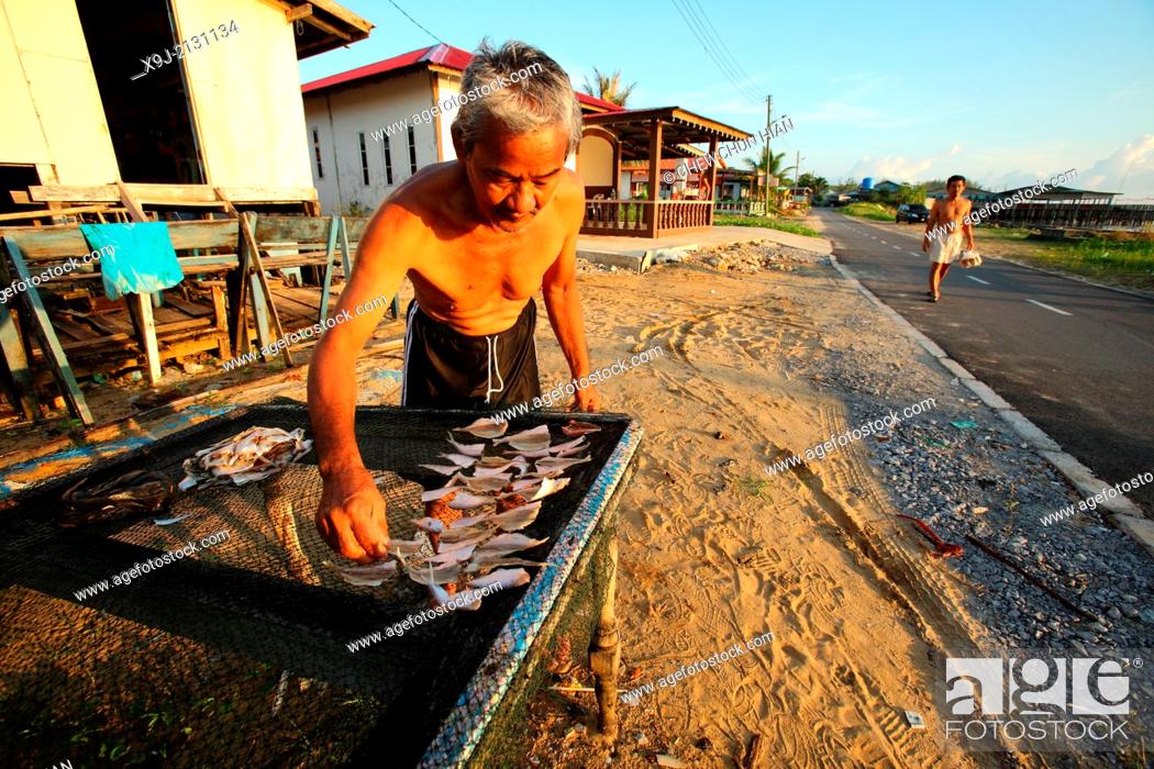 Stock Photo: A man places fishes on the fence for sun drying, sarawak, malaysia, borneo.
