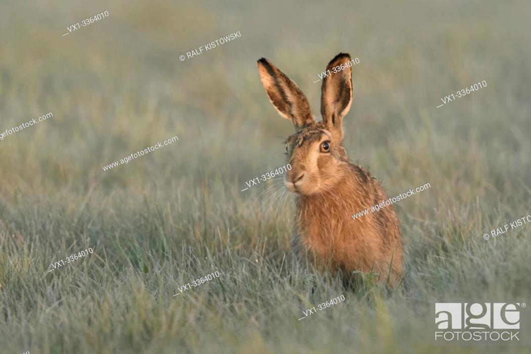 Stock Photo: Brown Hare / European Hare / Feldhase ( Lepus europaeus ) sitting in grass, watching curious but carefully, first morning light, wildlife, Europe.