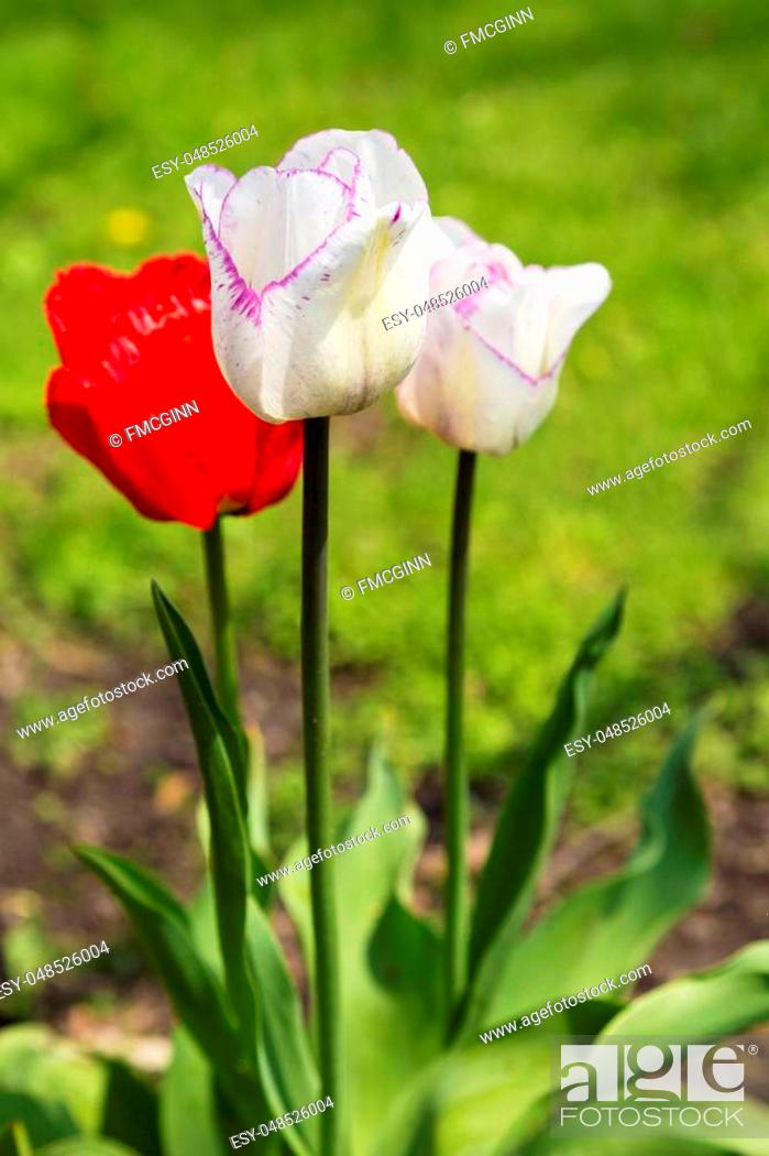 Stock Photo: Selective focus on single, white tulip fringed in purple in grouping of spring flowers. Location is Chicago suburb in Illinois, USA.