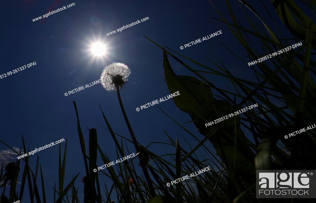 Stock Photo: 12 May 2022, Bavaria, Landsberg am Lech: The flight seeds of a faded dandelion stands on a meadow in the sunshine. Photo: Karl-Josef Hildenbrand/dpa.