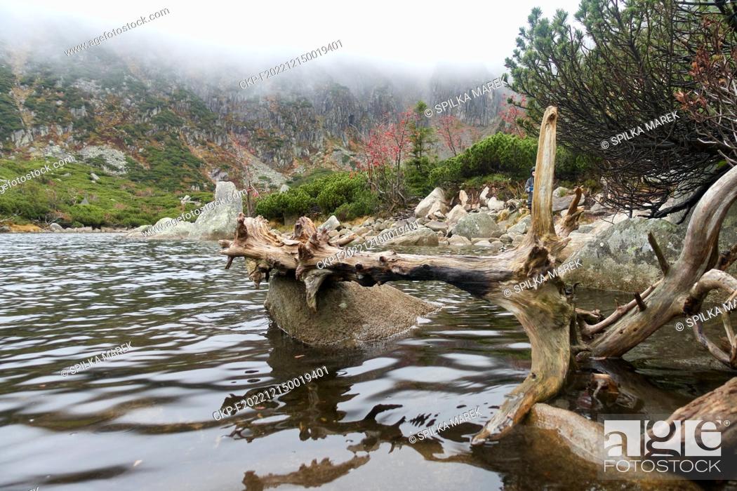 Stock Photo: A tree and a lake on the Polish side of the Giant Mountains , October 22, 2022. (CTK Photo/Marek Spilka).