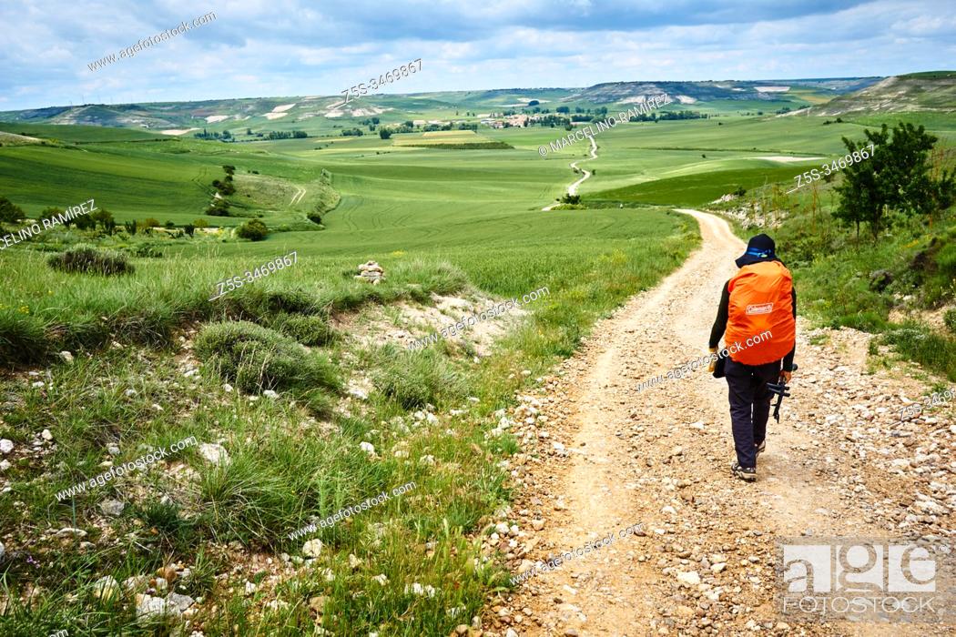 Stock Photo: The path broadens horizons over the Burgos paramo. Near Hornillos del Camino, Burgos, Castile and Leon, Spain, Europe.