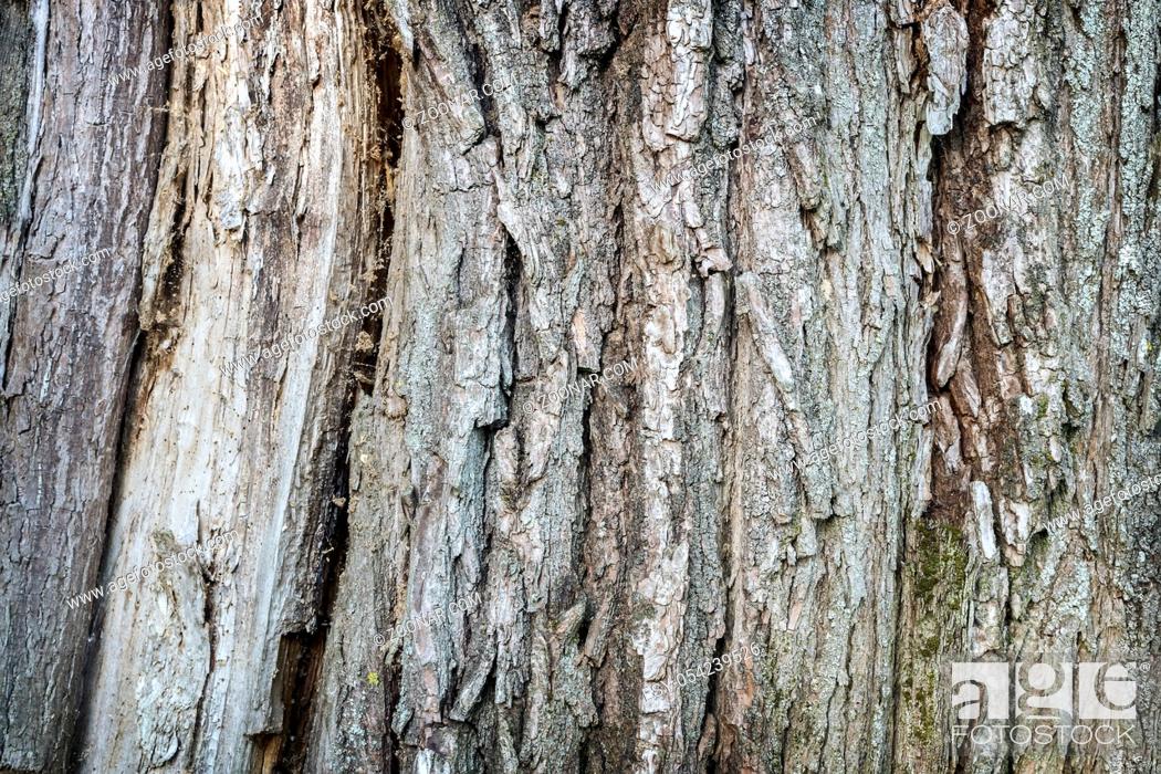 Stock Photo: The image of the bark of a natural tree with a pronounced structure of wood. Presented close-up.
