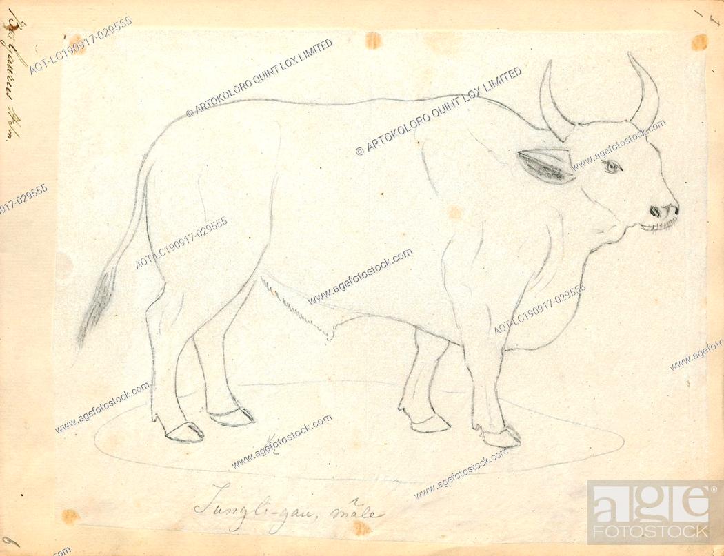 Bos gaurus, Print, The gaur, also called the Indian bison, is the largest  extant bovine, Stock Photo, Picture And Rights Managed Image. Pic.  AQT-LC190917-029555 | agefotostock
