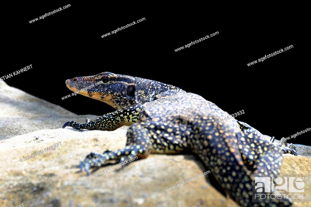 Stock Photo: A monitor lizard at the Bako National Park near Kuching, Malaysia, on 25.10.2014. Photo: Sebastian Kahnert - NO WIRE SERVICE - | usage worldwide.