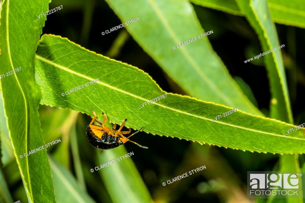 Stock Photo: Ebony Bug (Corimelaena sp.) on Willow (Salix caroliniana) Tree Leaf.