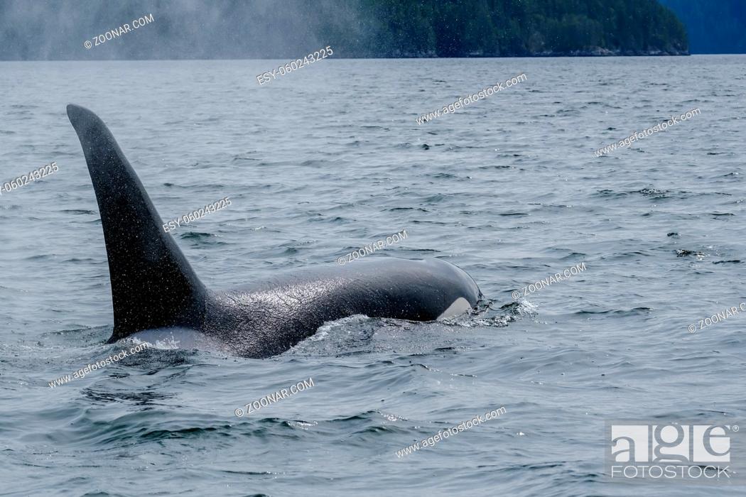 Stock Photo: Close-up of killer whale in Tofino , view from boat on a killer whale.