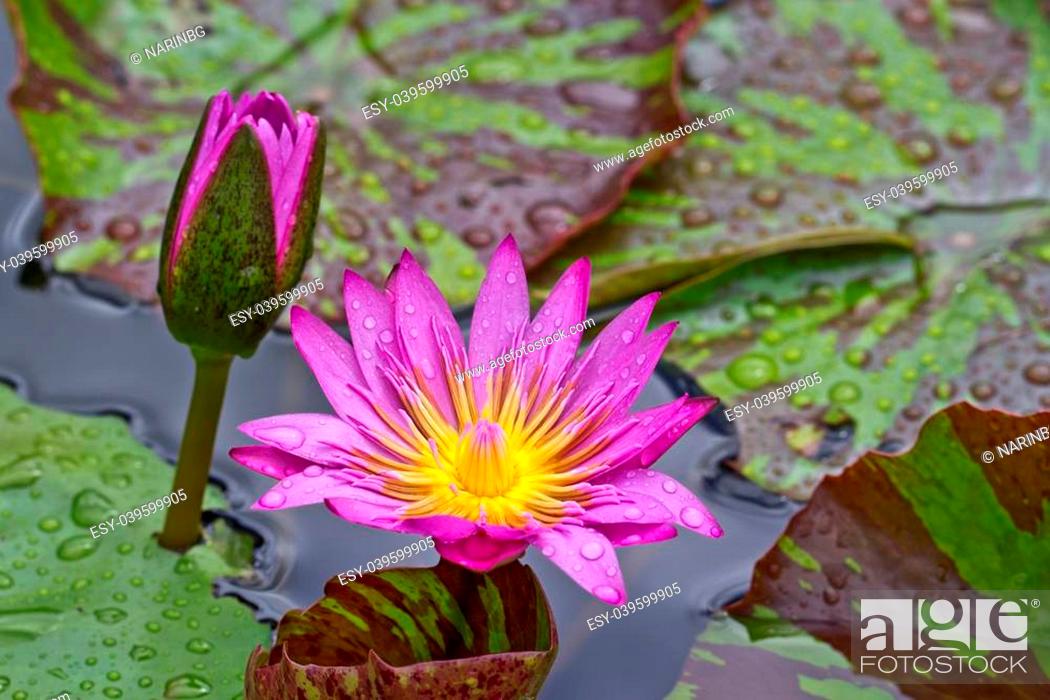 Stock Photo: Blooming lotus in the basin after rained.