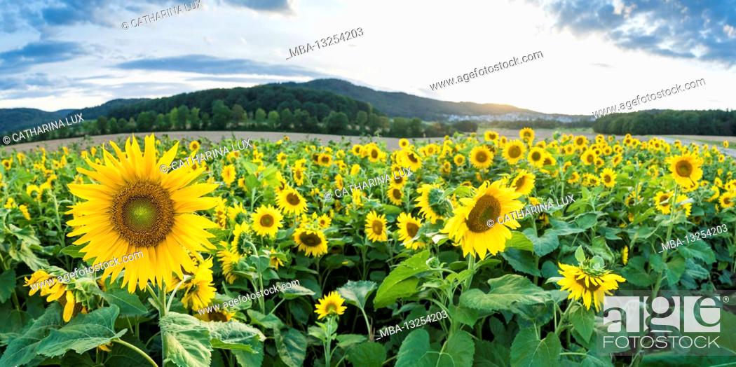 Imagen: Panorama, Germany, Hesse, sunflower field.