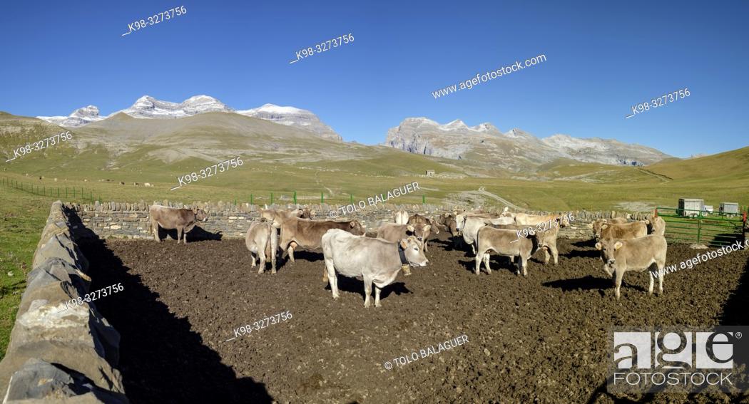 Stock Photo: cercado de vacas, Llano Tripals, parque nacional de Ordesa y Monte Perdido, comarca del Sobrarbe, Huesca, Aragón, cordillera de los Pirineos, Spain.