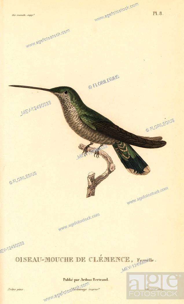 Imagen: Blue-throated mountaingem, Lampornis clemenciae (Ornismya clemenciae), female. Handcolored steel engraving by Coutant after an illustration by Jean-Gabriel.