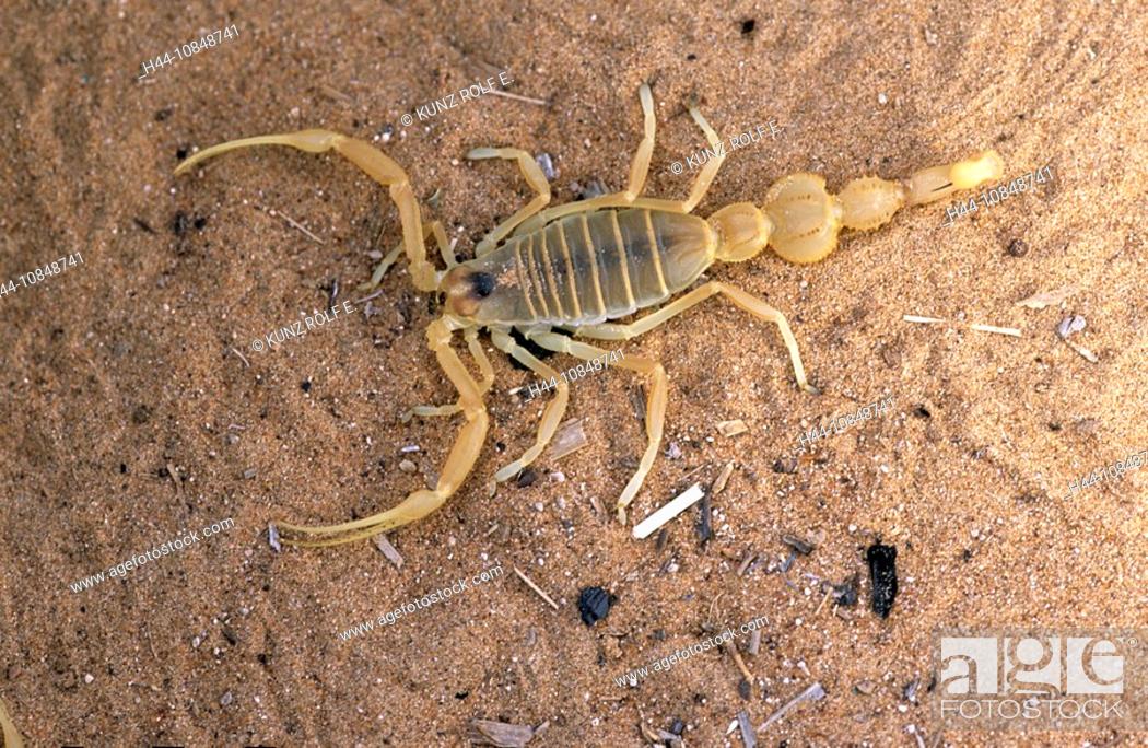 Oman, middle East, Scorpion, Apistobuthus spec, Wahiba Sands, venomous,  desert, animal, dangerous, Stock Photo, Picture And Rights Managed Image.  Pic. H44-10848741 | agefotostock
