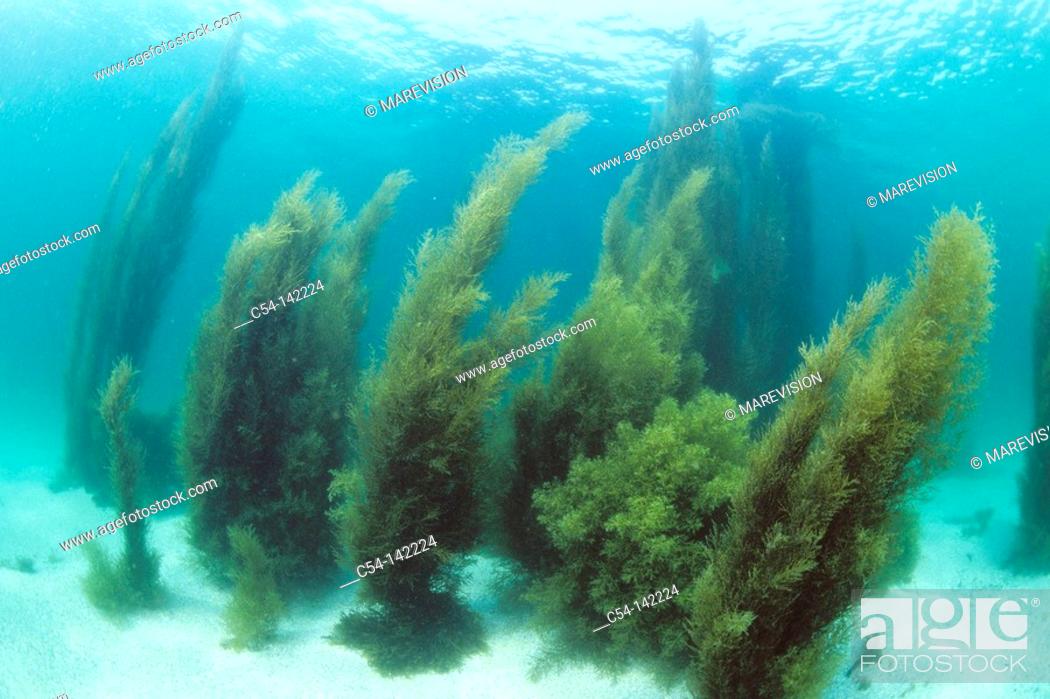 Stock Photo: Brown Seaweed (Sargassum muticum, Cystoseira baccata). Galicia, Spain.