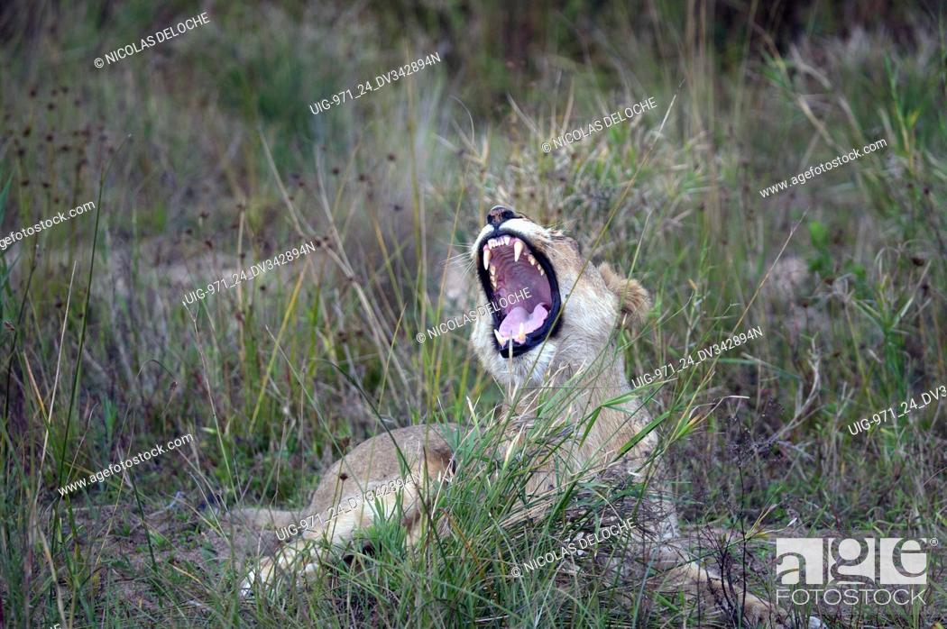 Stock Photo: Lioness (Panthera leo) in savanna. Kruger National Park. South-Africa.