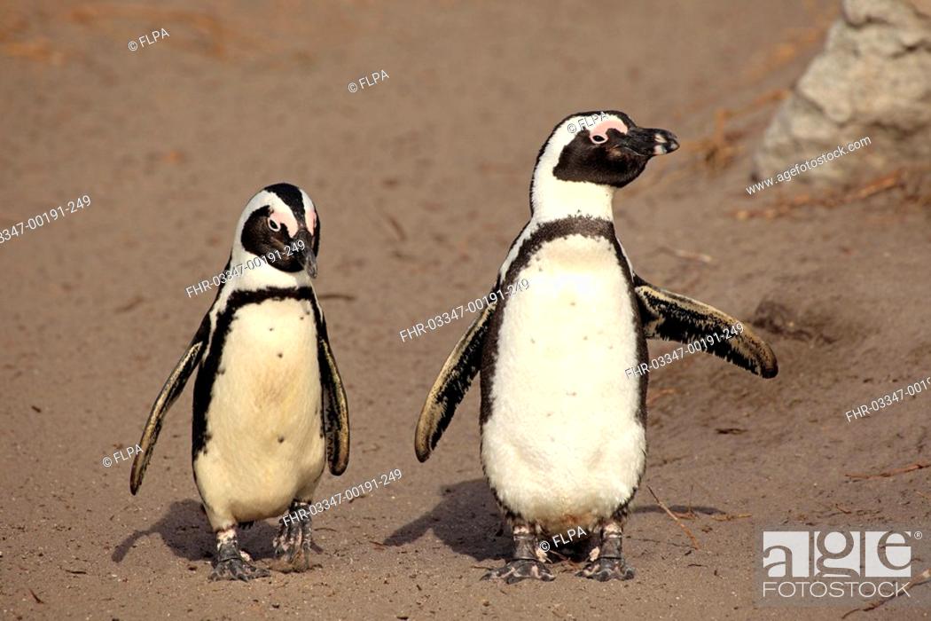 Stock Photo: Jackass Penguin Spheniscus demersus two adults, standing on beach, Betty's Bay, Western Cape, South Africa.