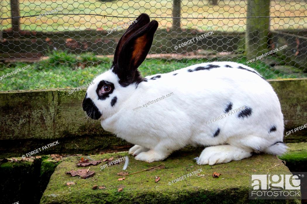 Free Range Checkered Giant Rabbit Raised On The Farm 87 Haute Vienne Limousin France Stock Photo Picture And Rights Managed Image Pic Gpt Pf004216 Agefotostock