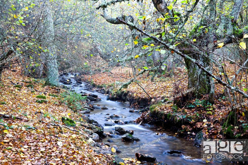 Stock Photo: Dehesa stream in the Sierra Cebollera. Somosierra. Madrid. Spain. Europe.