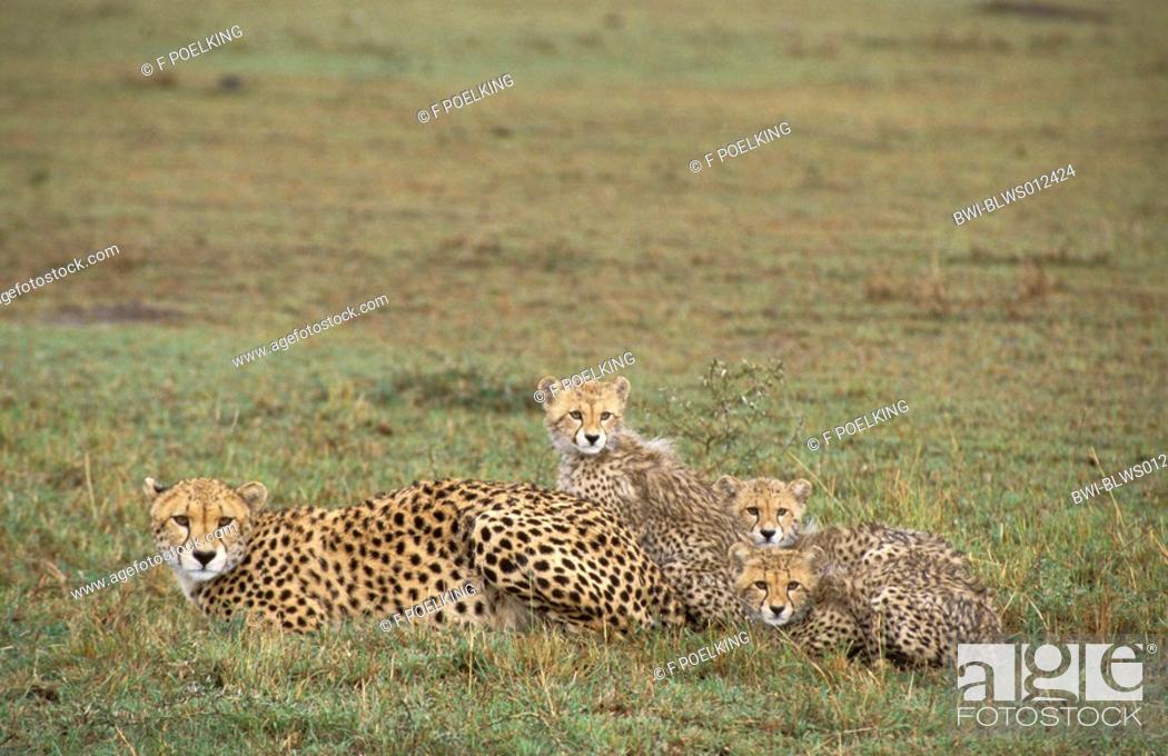 Stock Photo: cheetah Acinonyx jubatus, mother with three cubs, resting, in the evening light, Kenya, Masai Mara.