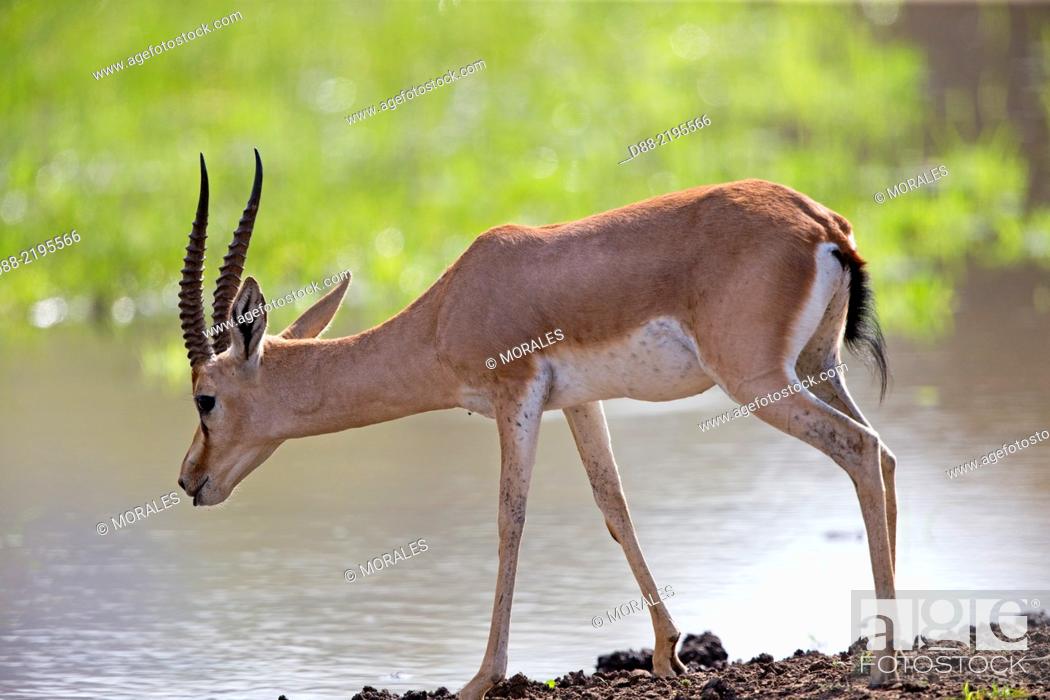 Asia, India, Rajasthan, Ranthambore National Park, Chinkara or Indian  gazelle (Gazella bennettii), Stock Photo, Picture And Rights Managed Image.  Pic. D88-2195566 | agefotostock